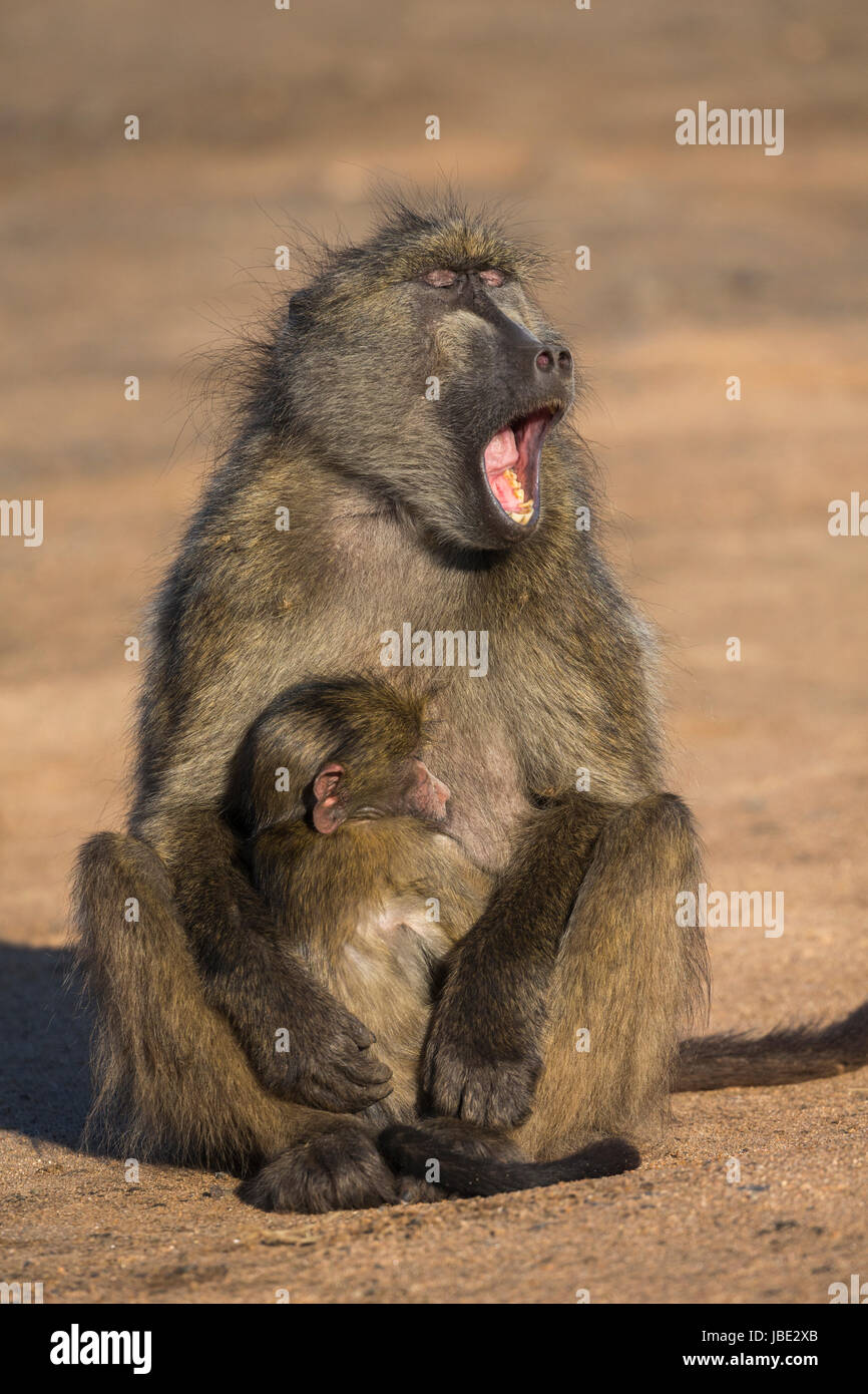 Chacma Pavian (Papio Ursinus) mit jungen, Kruger National Park, Südafrika, Mai 2017 Stockfoto
