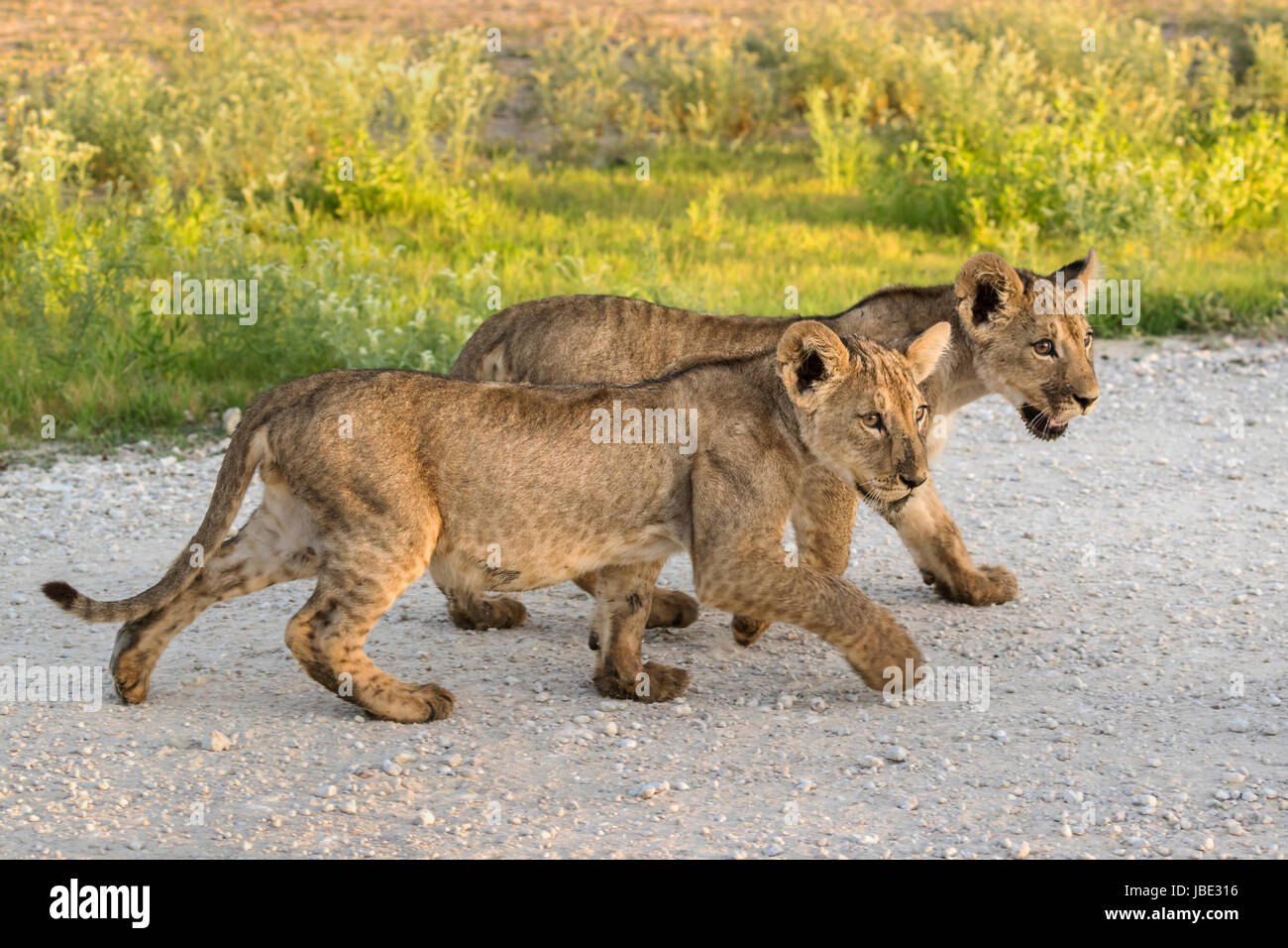 Löwe (Panthera Leo) jungen, Kgalagadi Transfrontier Park, Northern Cape, South Africa, Februar 2017 Stockfoto