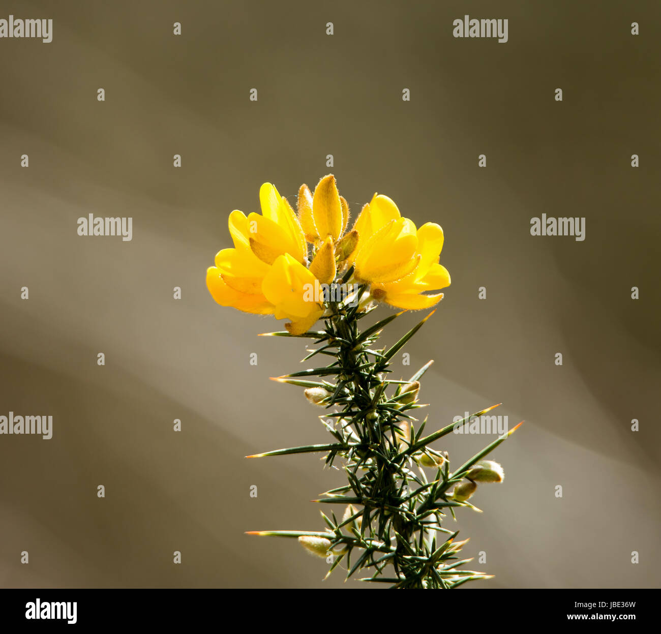 Gelber Ginster Blumen mit stacheligen Blättern, im Sonnenlicht. Stockfoto