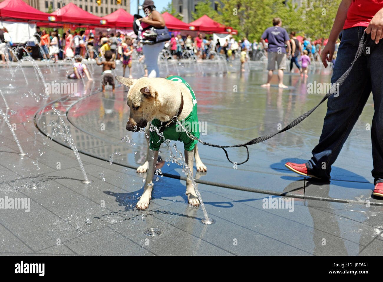 Hund Spaß mit den Wasserfontänen an einem warmen Sommertag in der Innenstadt von Cleveland, Ohio, USA. Stockfoto