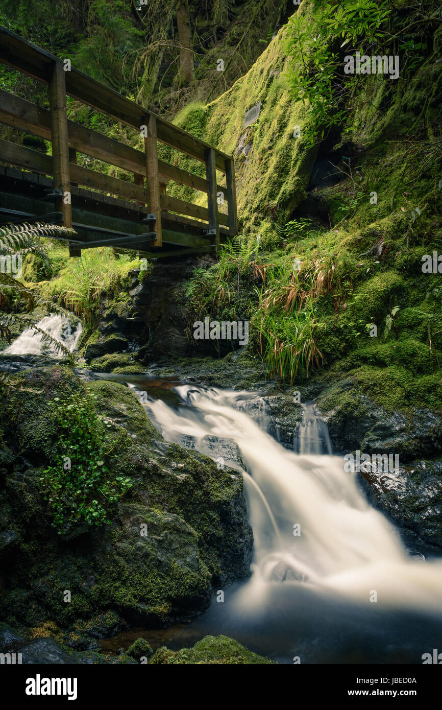 Puck Glen, Argyll Waldpark von Dunoon.  Eine magische Schlucht mit tosenden Wasserfällen unter einem Baldachin von Douglasien.  Bezaubernde und ätherisch. Stockfoto