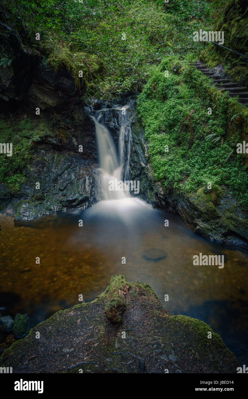 Puck Glen, Argyll Waldpark von Dunoon.  Eine magische Schlucht mit tosenden Wasserfällen unter einem Baldachin von Douglasien.  Bezaubernde und ätherisch. Stockfoto