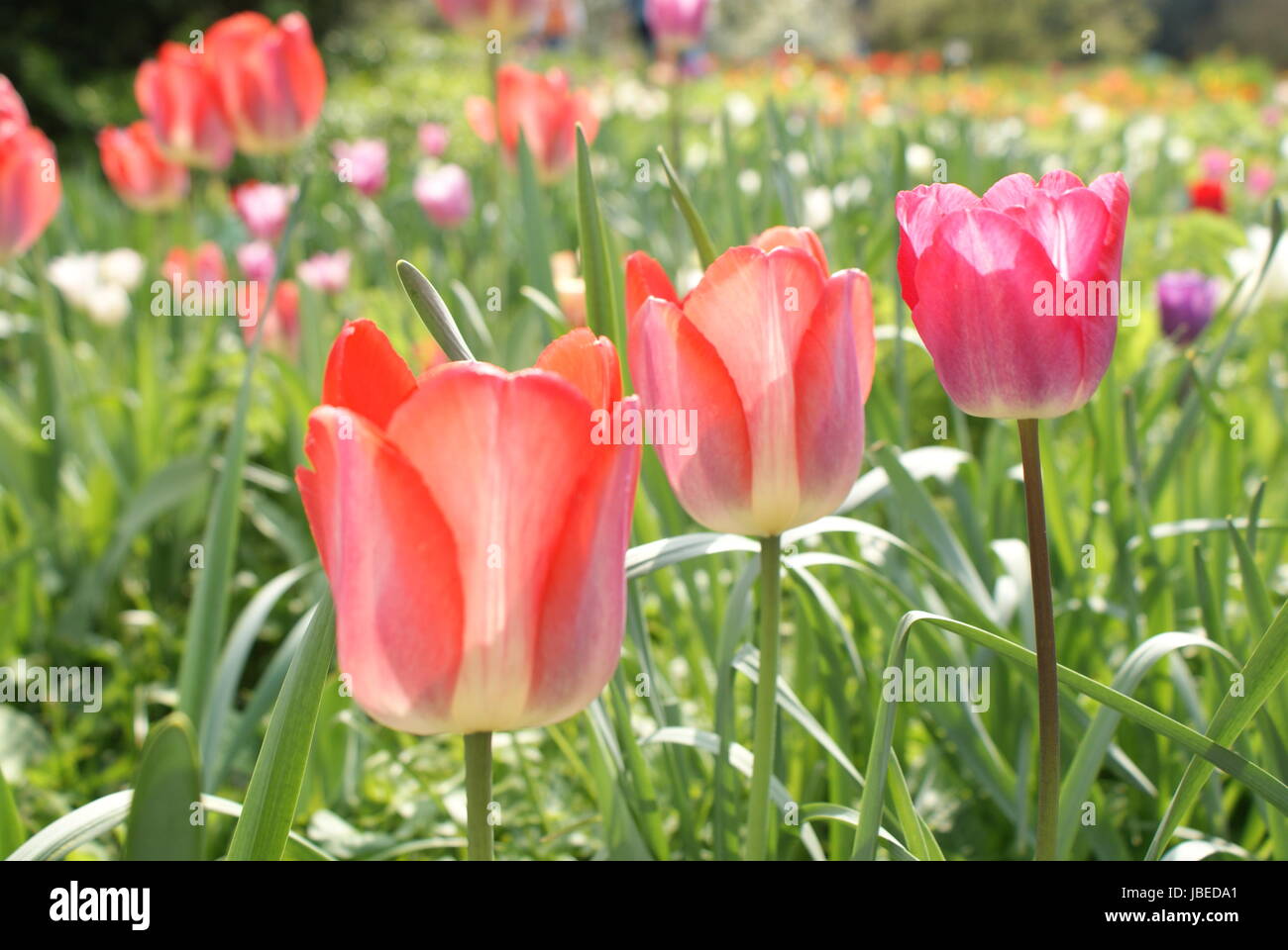 Rote Tulpen Meer Stockfoto