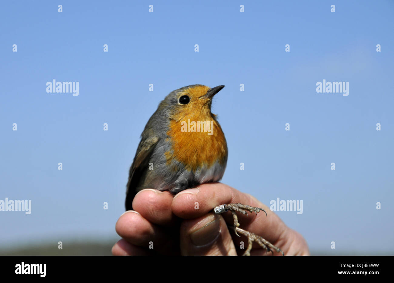 Das Rotkehlchen Stockfoto