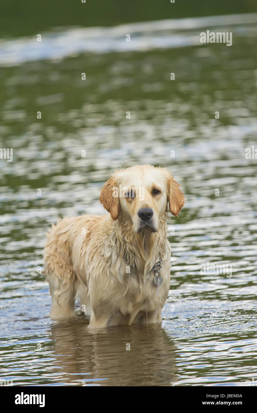 Traurig Golden Retriever steht im Wasser Stockfoto