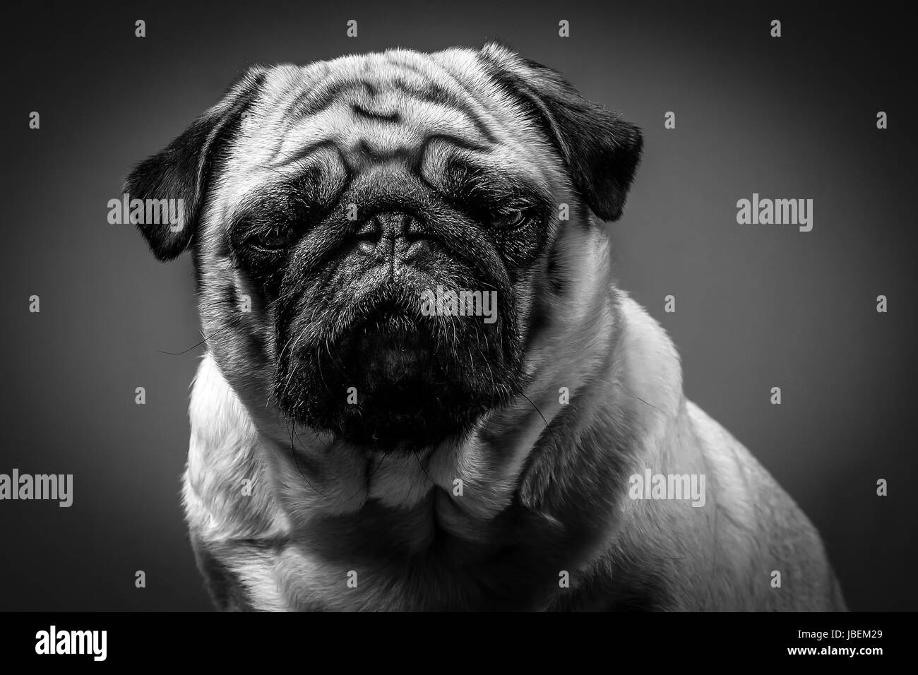 geschlossenen Augen Mops Stockfoto