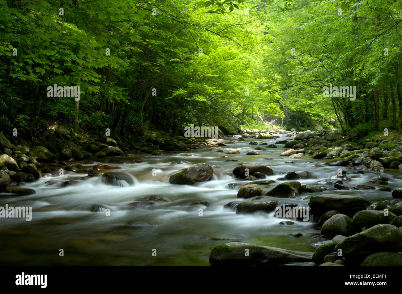 Kaskaden in die mittlere Zinke der Little Pigeon River im Tremont der Great-Smoky-Mountains-Nationalpark, Tennessee, USA. Stockfoto