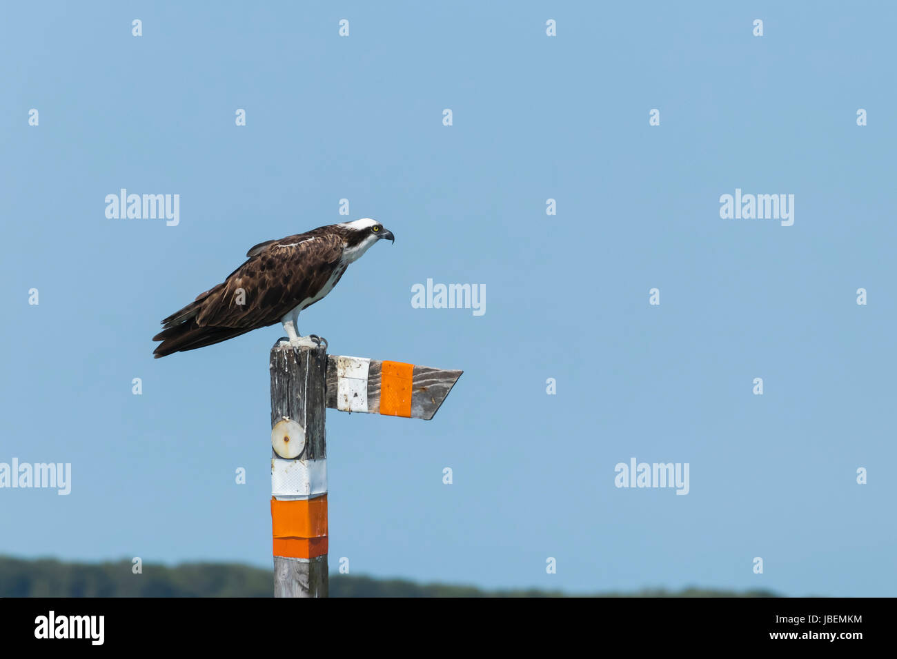 Fischadler Vogel fliegen und Fischen Stockfoto