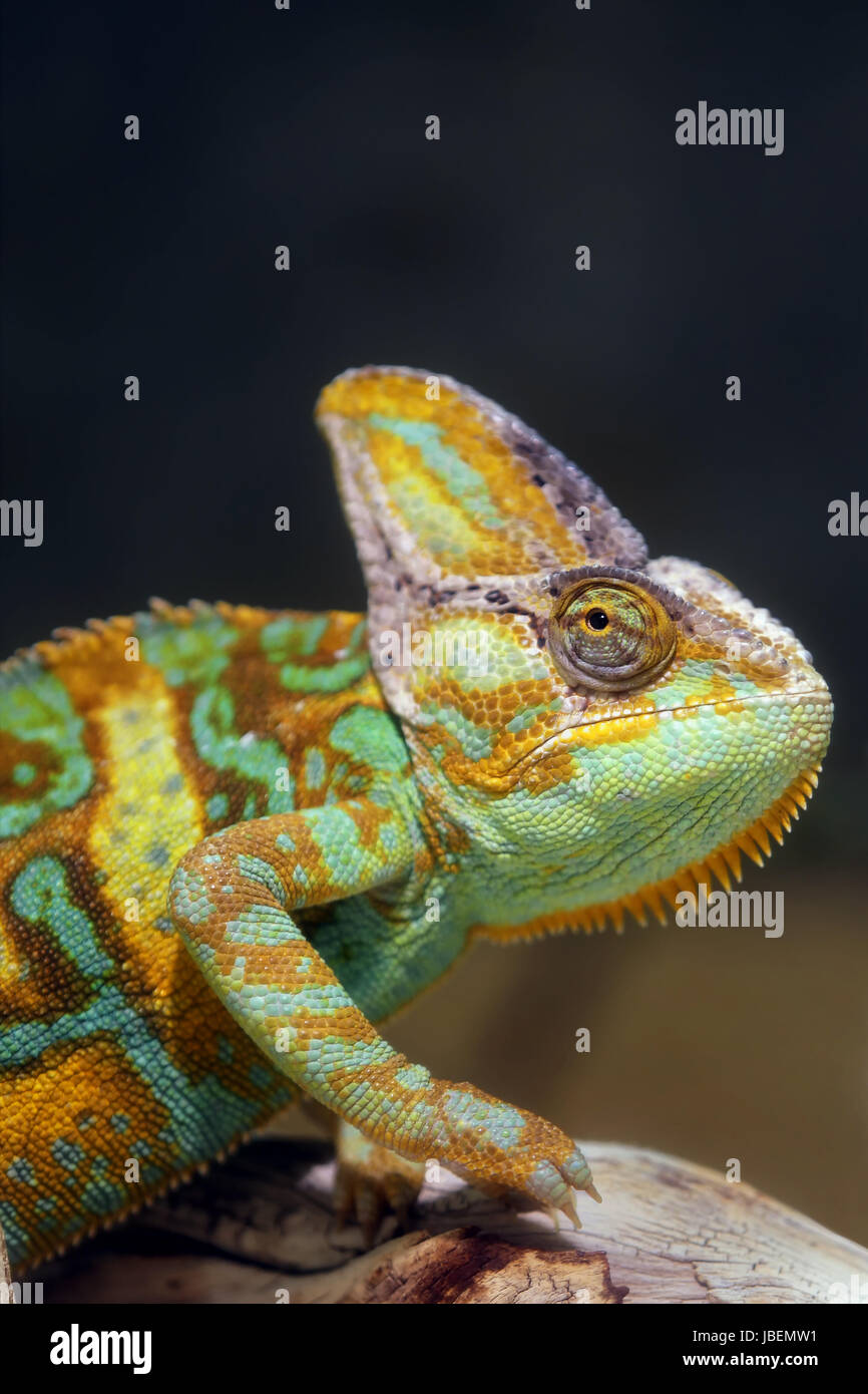 Veiled chameleon Chamaeleo calyptratus Stockfoto