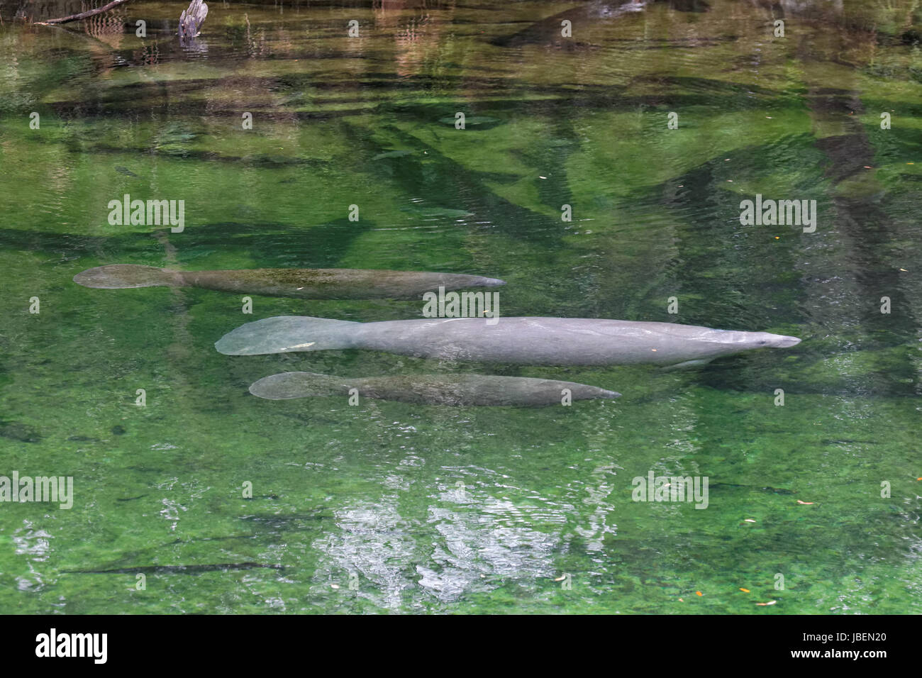 Seekühe Im Blue Spring Statepark Stockfoto