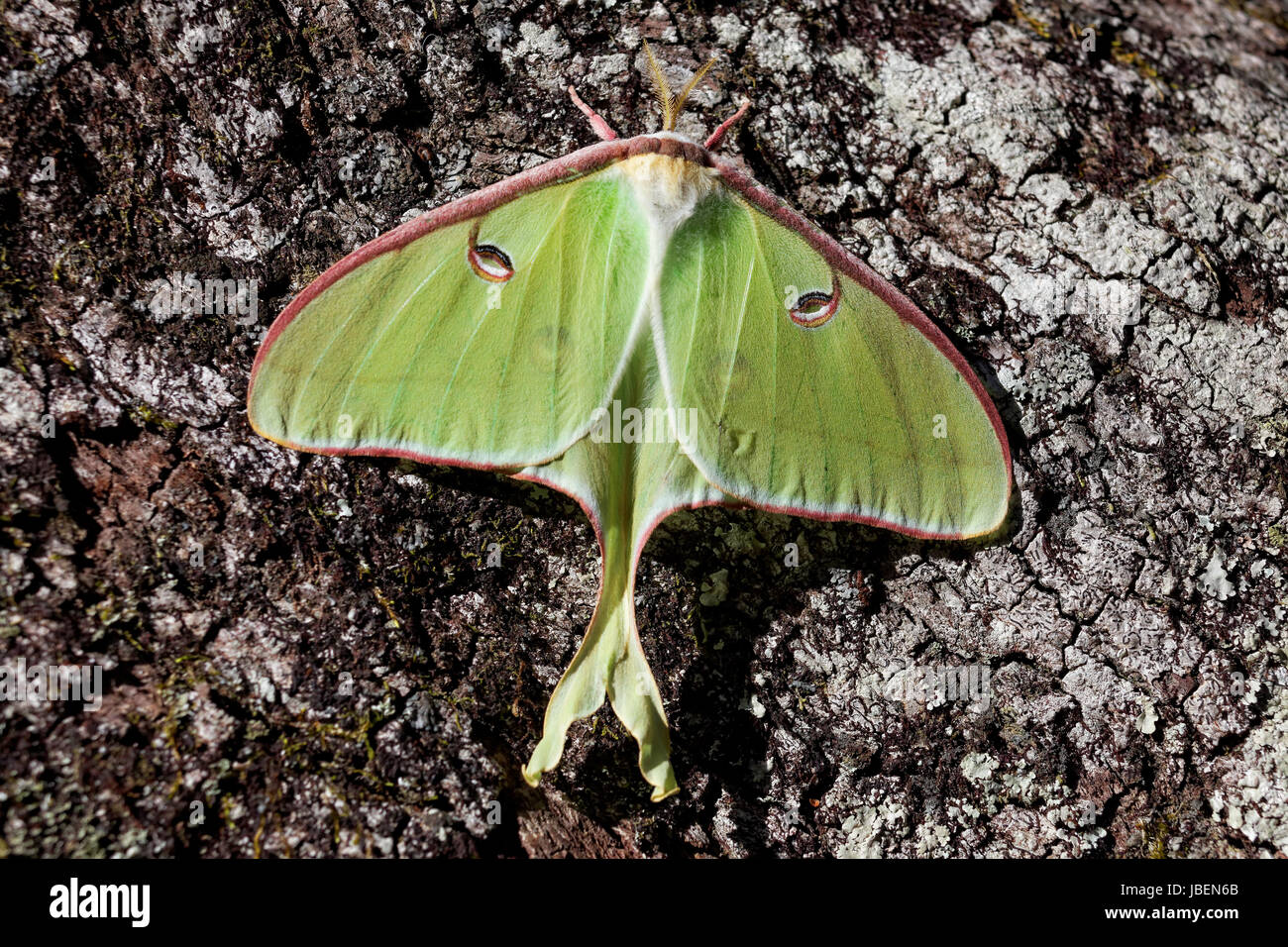 Luna Motte (Pfauenspinner) Stockfoto