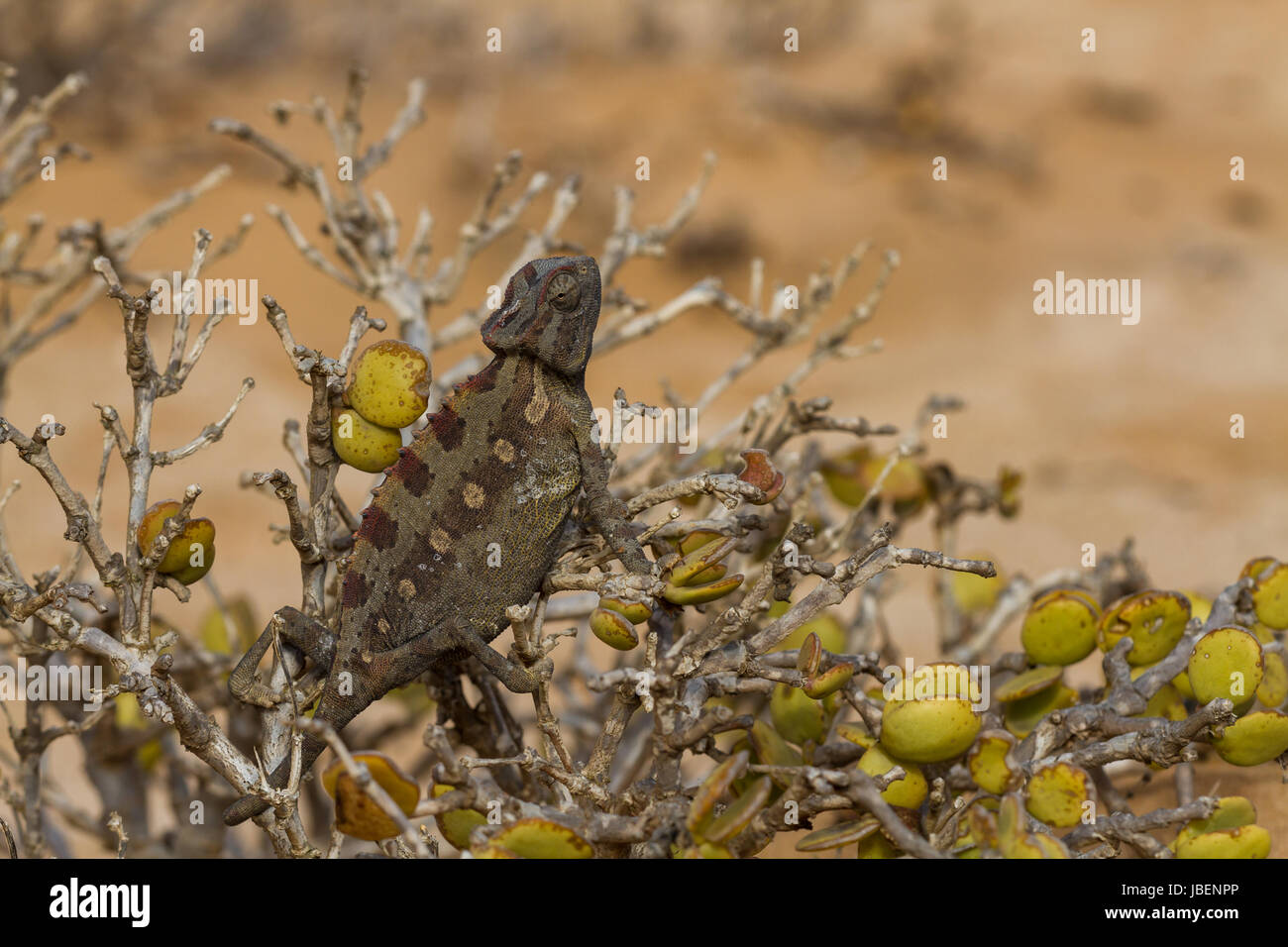 Makro einer Wüste Chamäleon, Namibia, Afrika Stockfoto