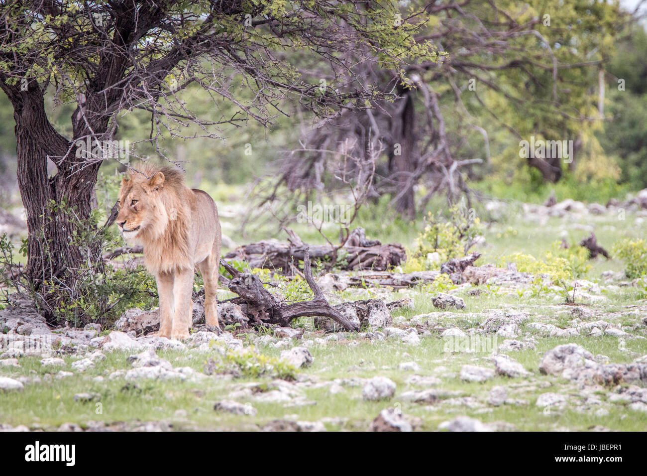 Junge männliche Löwen stehen unter einem Baum in den Etosha Nationalpark, Namibia. Stockfoto