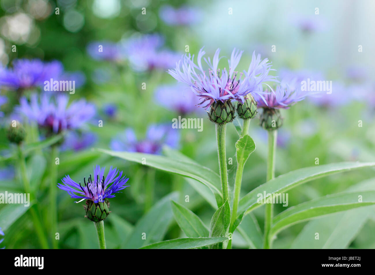 Gartenarbeit klein Fotos und Bildmaterial in hoher Auflösung Alamy