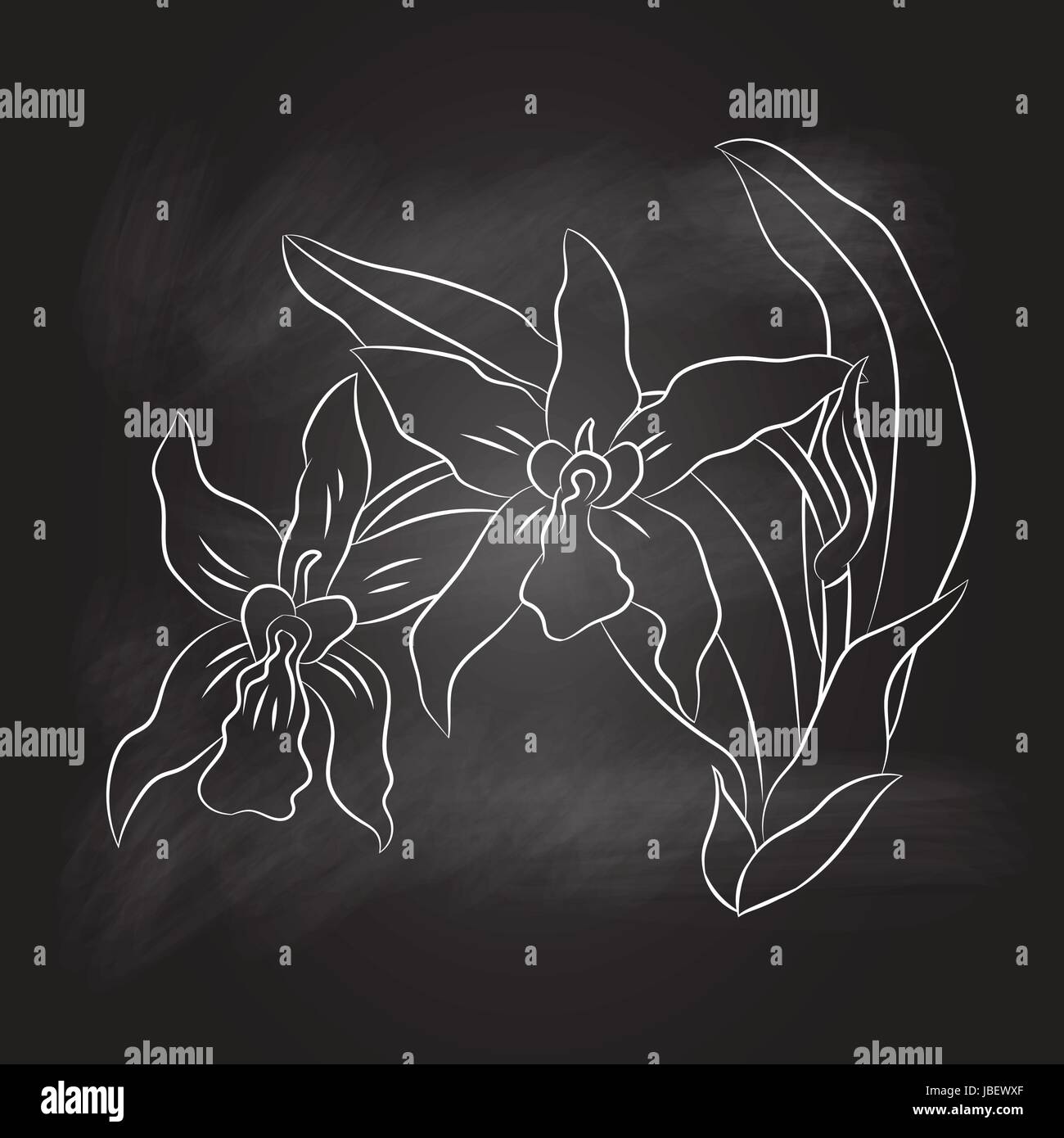 Handzeichnung Orchidee auf schwarzen Strukturlack board. Bildung Konzept, Vektor, Abbildung Stock Vektor