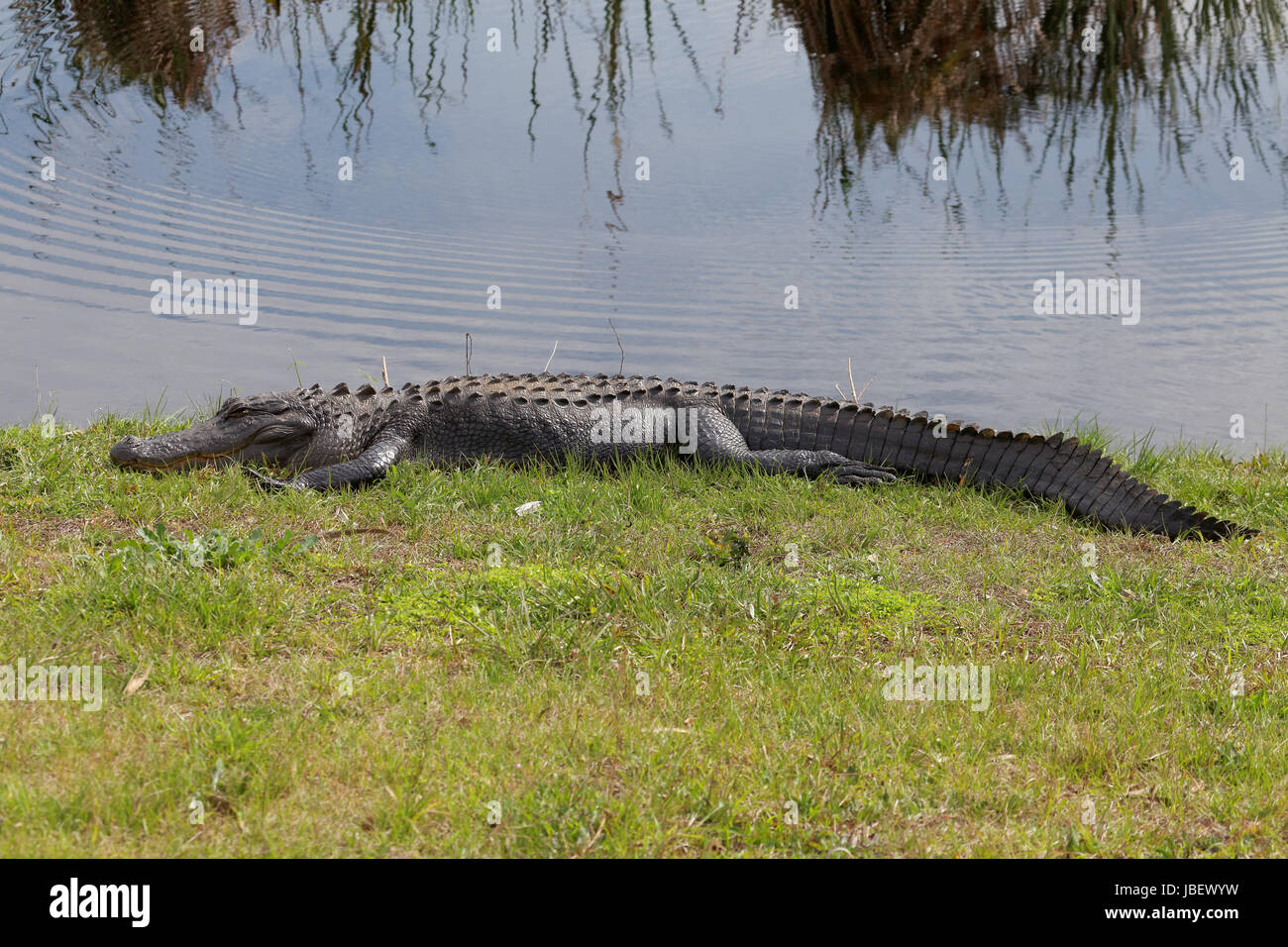 Mississippi-Alligator Stockfoto