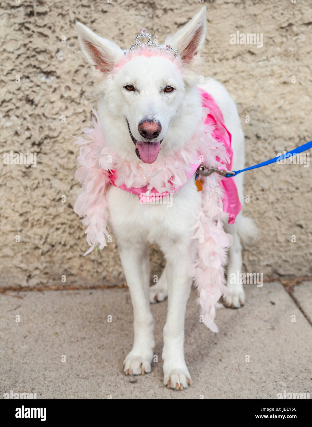 Hund mit Halloween-Kostüm mit Tiara, Boa und rosa Kleid Stockfoto