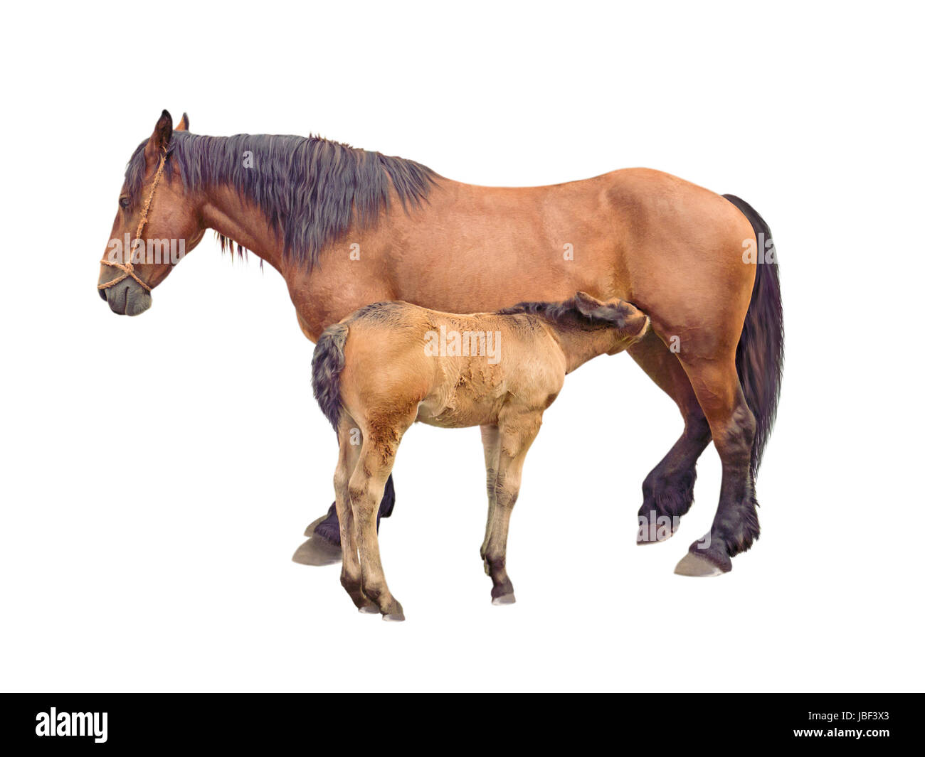 Stute Pferd füttern Baby Fohlen isoliert auf weiss Stockfoto
