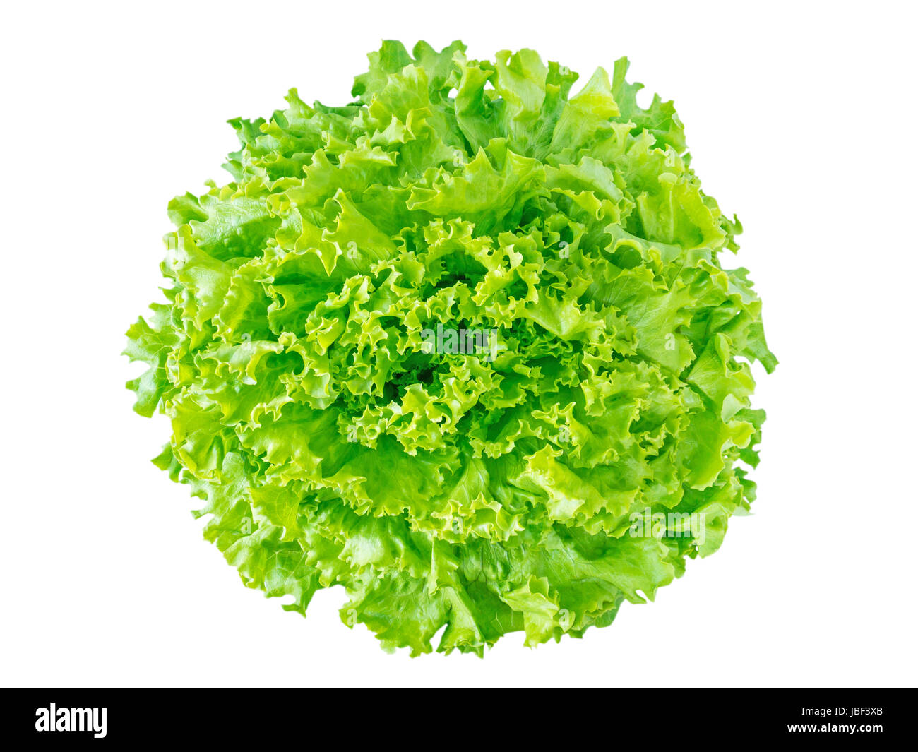 Batavia Salat Salat Kopf Draufsicht isoliert auf weiss grün ...