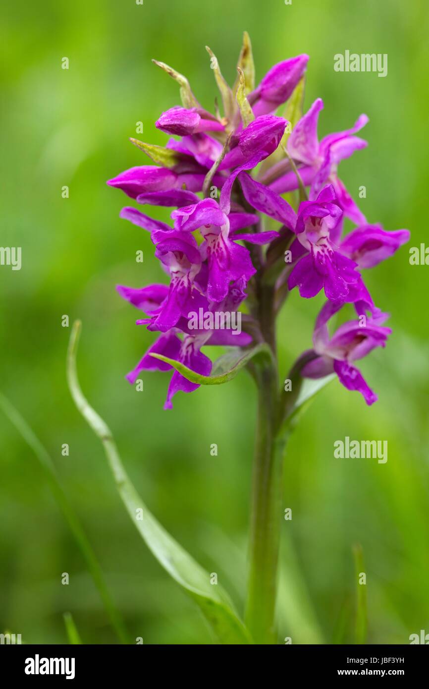 Marsh marsh Orchidee Orchidee/Western Stockfoto