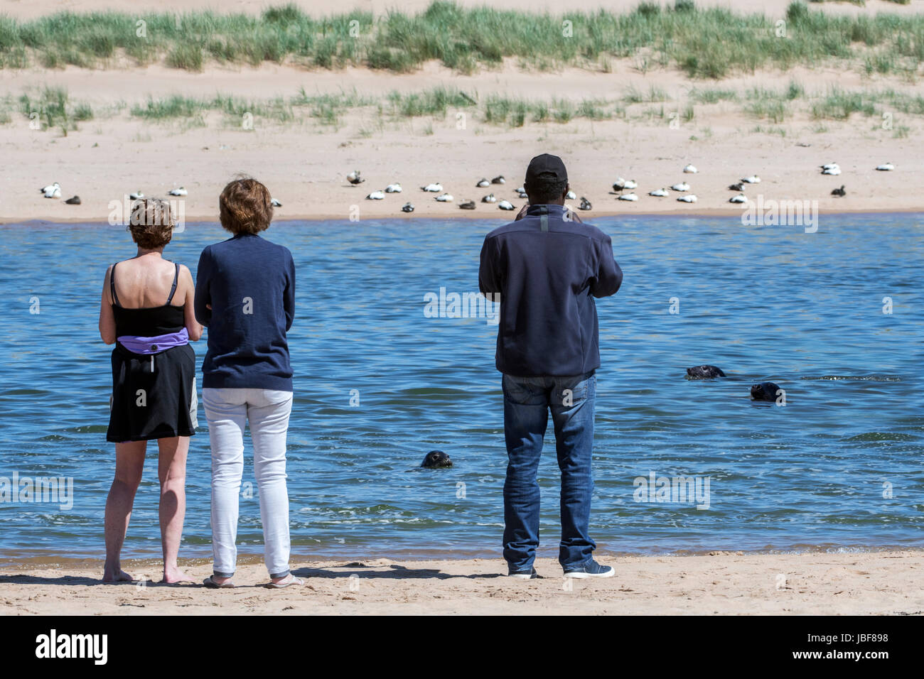 Touristen, die Kegelrobben beobachten / Kegelrobben (Halichoerus Grypus) Schwimmen im Ythan Mündung, Sande von Forvie, Newburgh, Aberdeenshire, Schottland Stockfoto