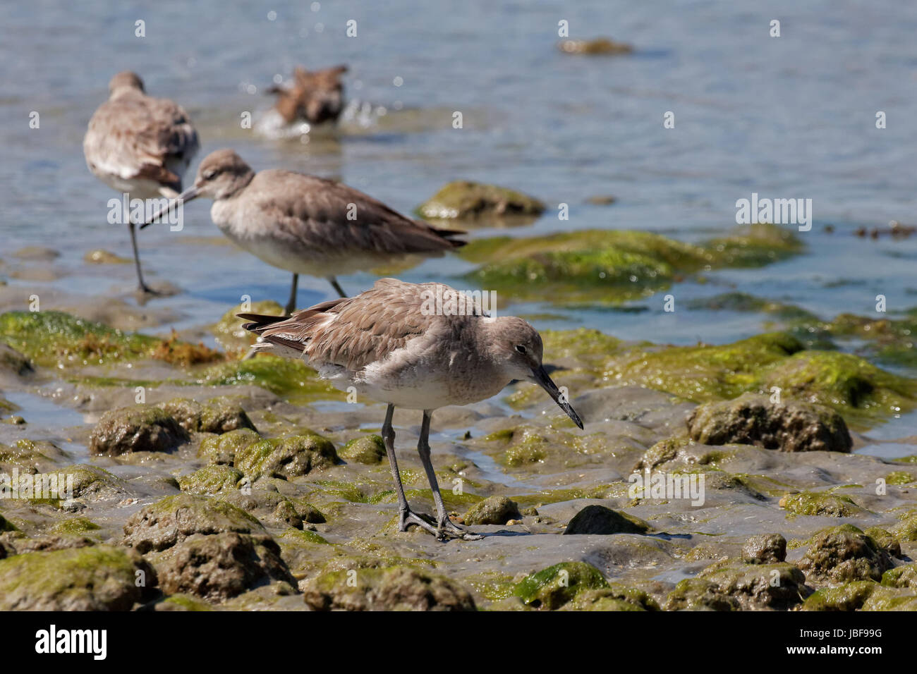 Schlammtreter Stockfoto