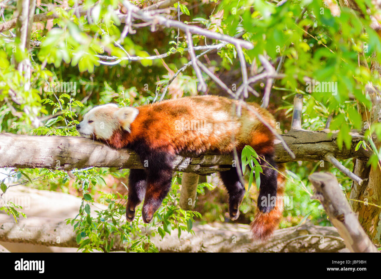 Ein schöner roter Panda liegend auf einem Ast schlafen Strethced mit seinen Beinen hängend nach unten baumeln. Der rote Katze Bär hat eine weiße Maske und rot braunen Mantel und heißt Hun ho in der chinesischen Bedeutung Fuchs Feuer. Stockfoto