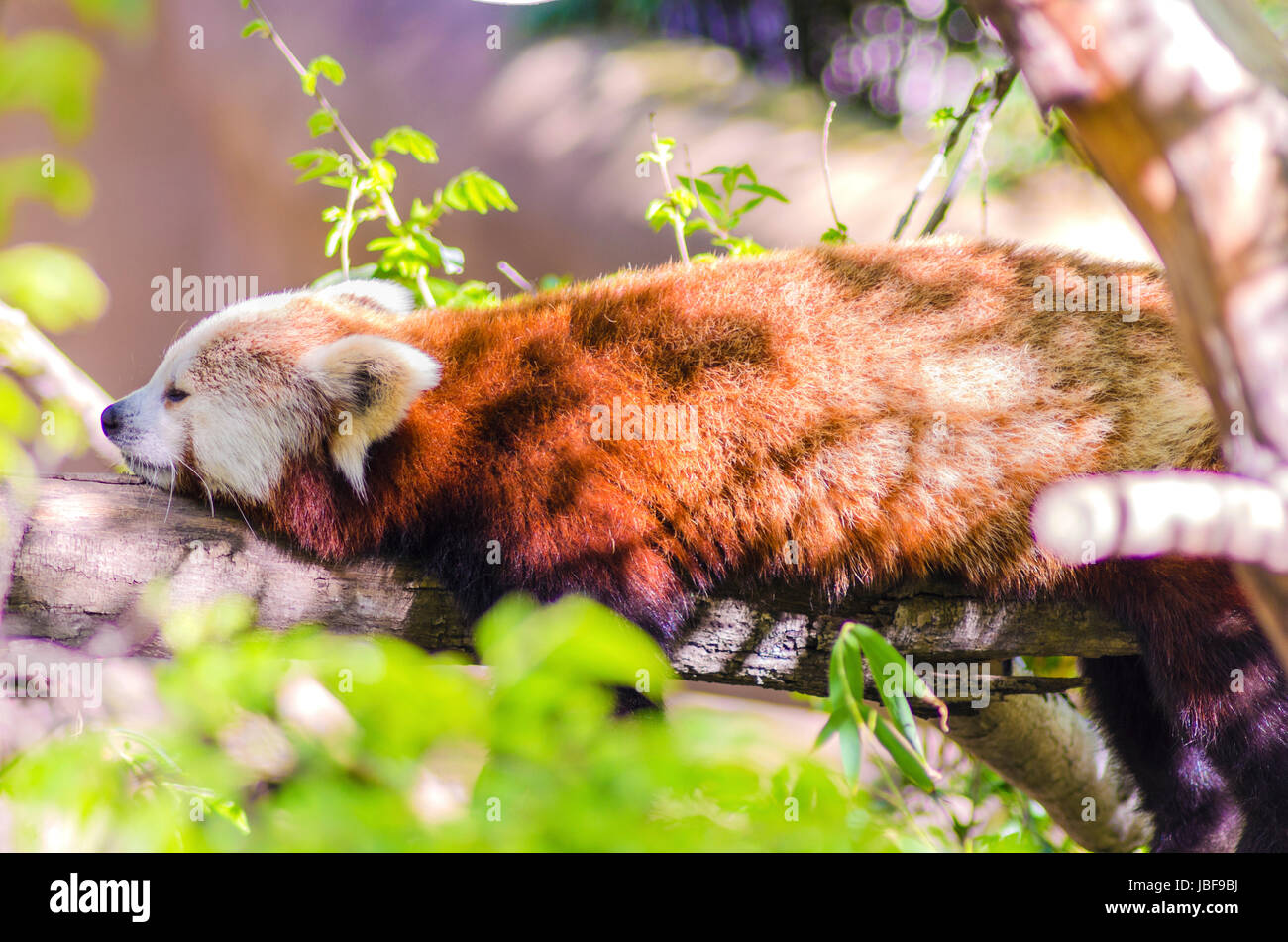 Ein schöner roter Panda liegend auf einem Ast schlafen Strethced mit seinen Beinen hängend nach unten baumeln. Der rote Katze Bär hat eine weiße Maske und rot braunen Mantel und heißt Hun ho in der chinesischen Bedeutung Fuchs Feuer. Stockfoto