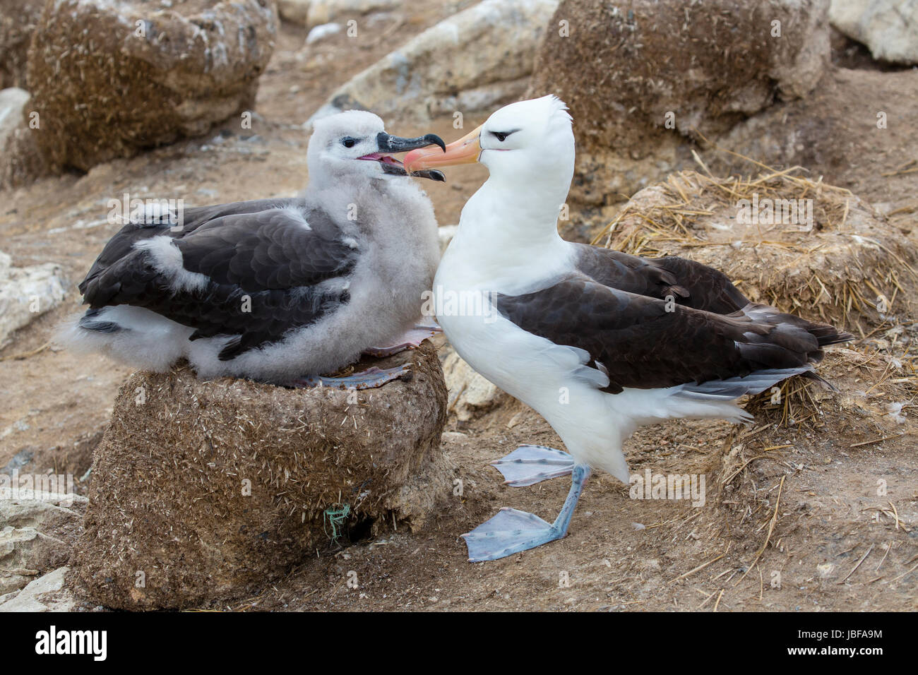 Schwarzen browed Albatross Fütterung Küken auf New Island, Falkland-Inseln Stockfoto