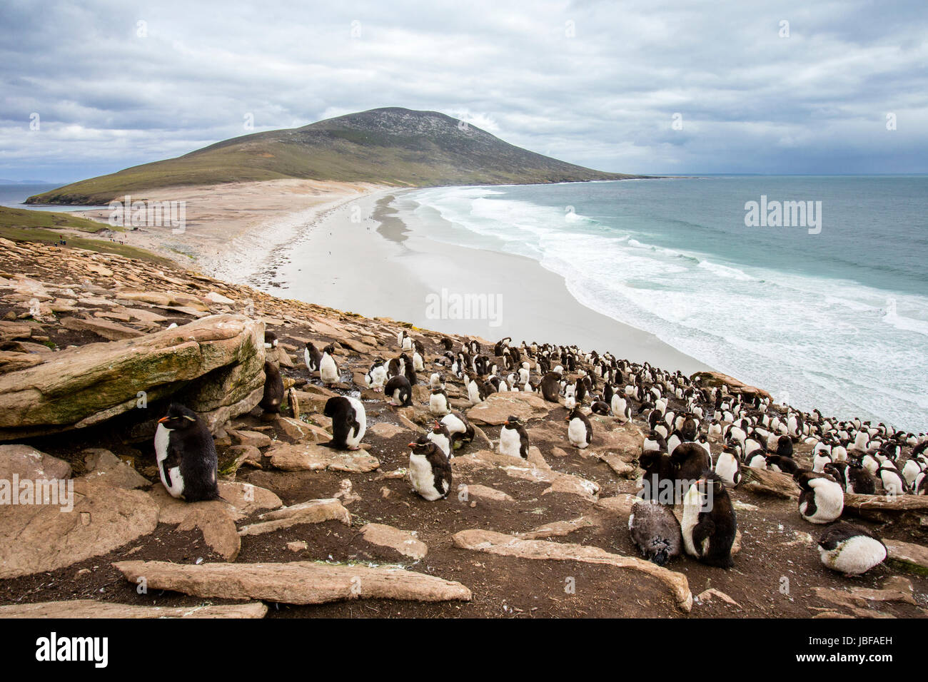 Rockhopper Penguins auf Saunders Island, Falkland-Inseln Stockfoto