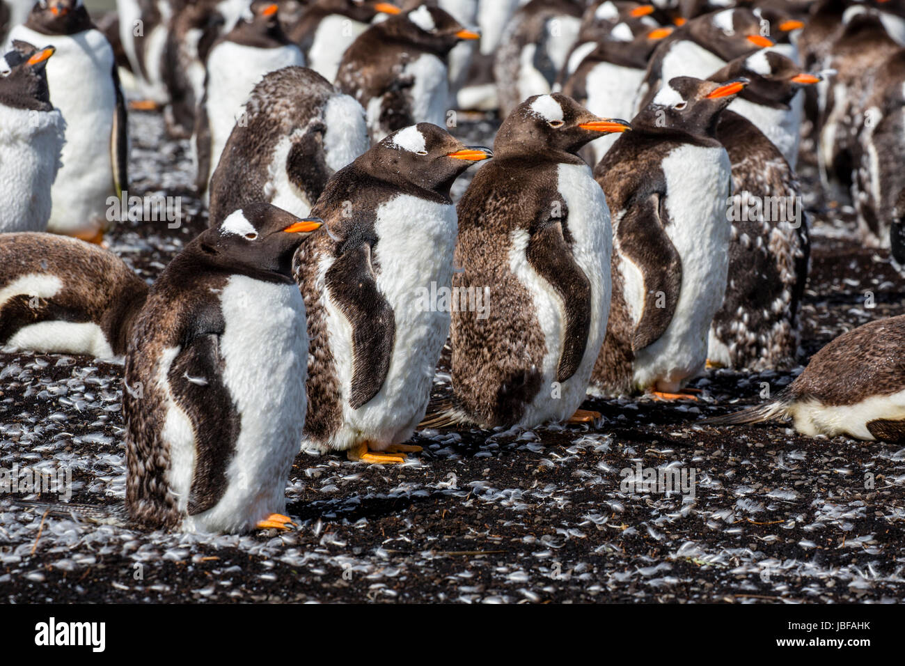 Häutung Gentoo Penguins Bluff Cove, Falkland-Inseln Stockfoto
