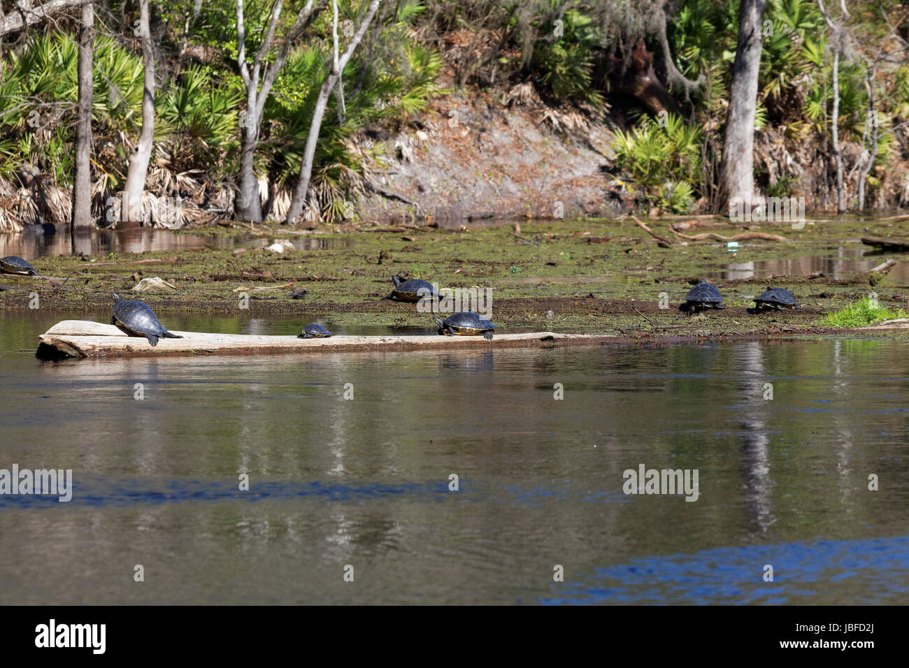 Gelbbauch Schmuckschildkröten Im O'Leno Statepark Stockfoto