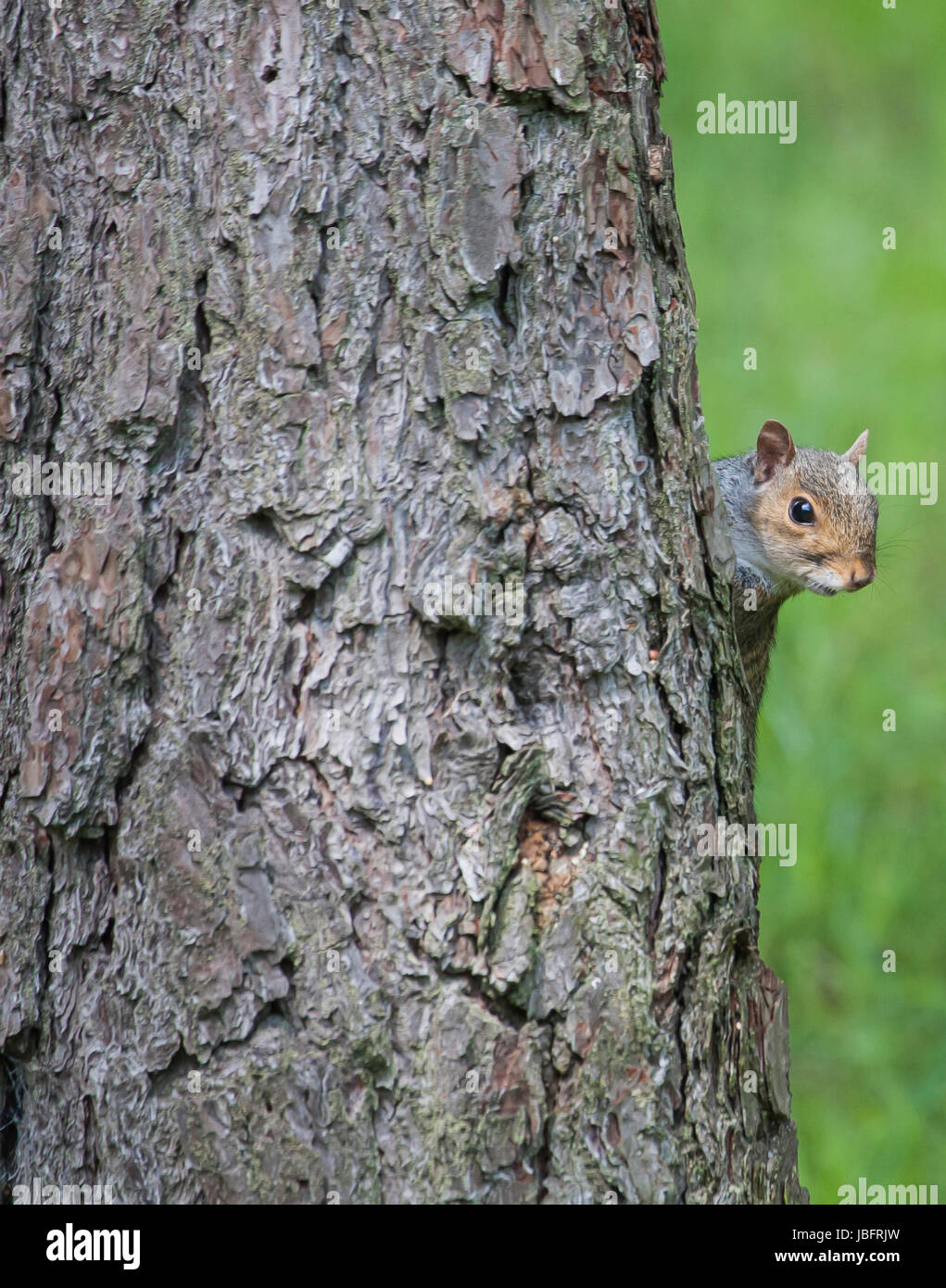 Eichhörnchen auf Seite des Baumes Stockfoto