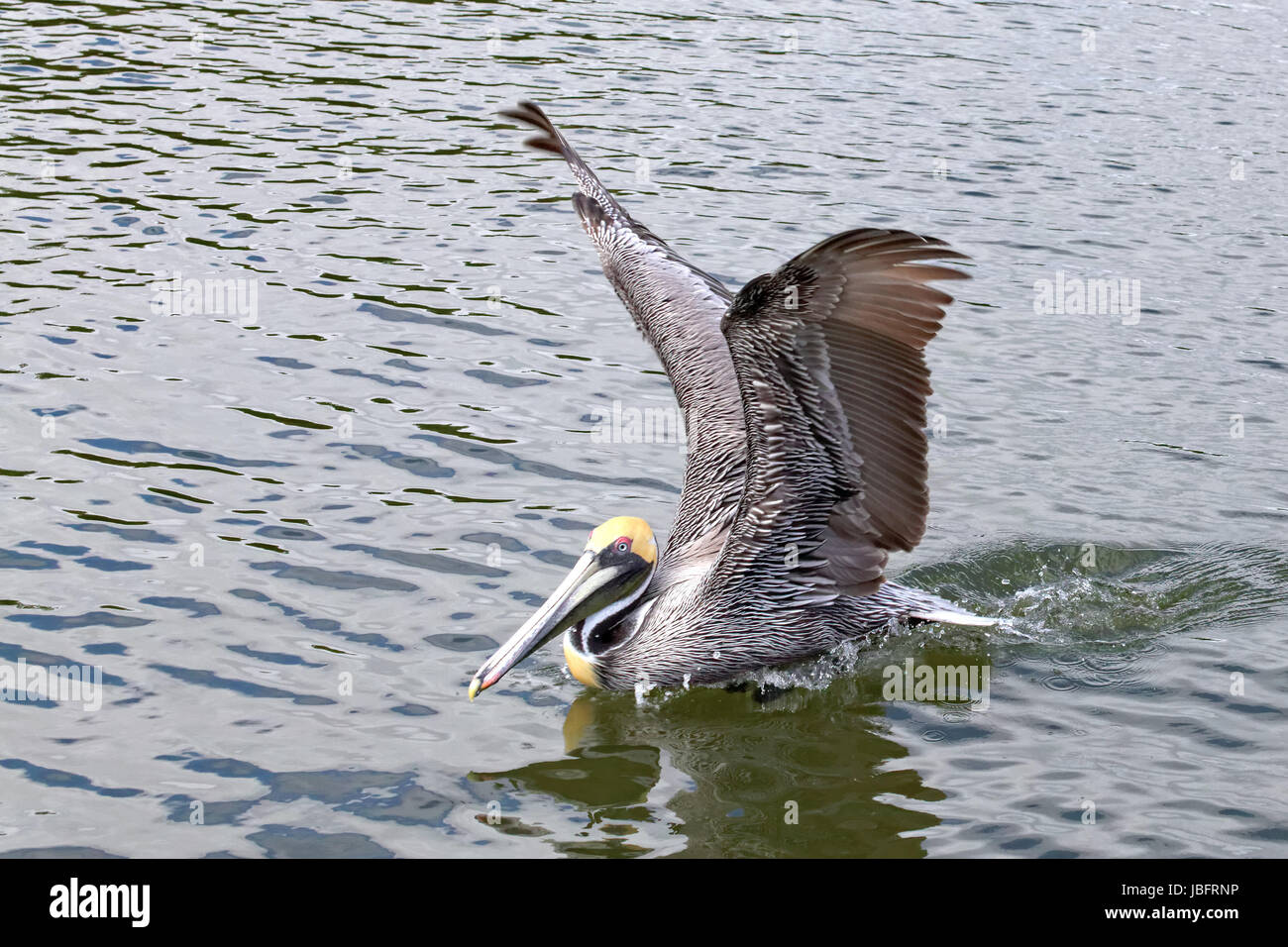 Braunpelikan Stockfoto