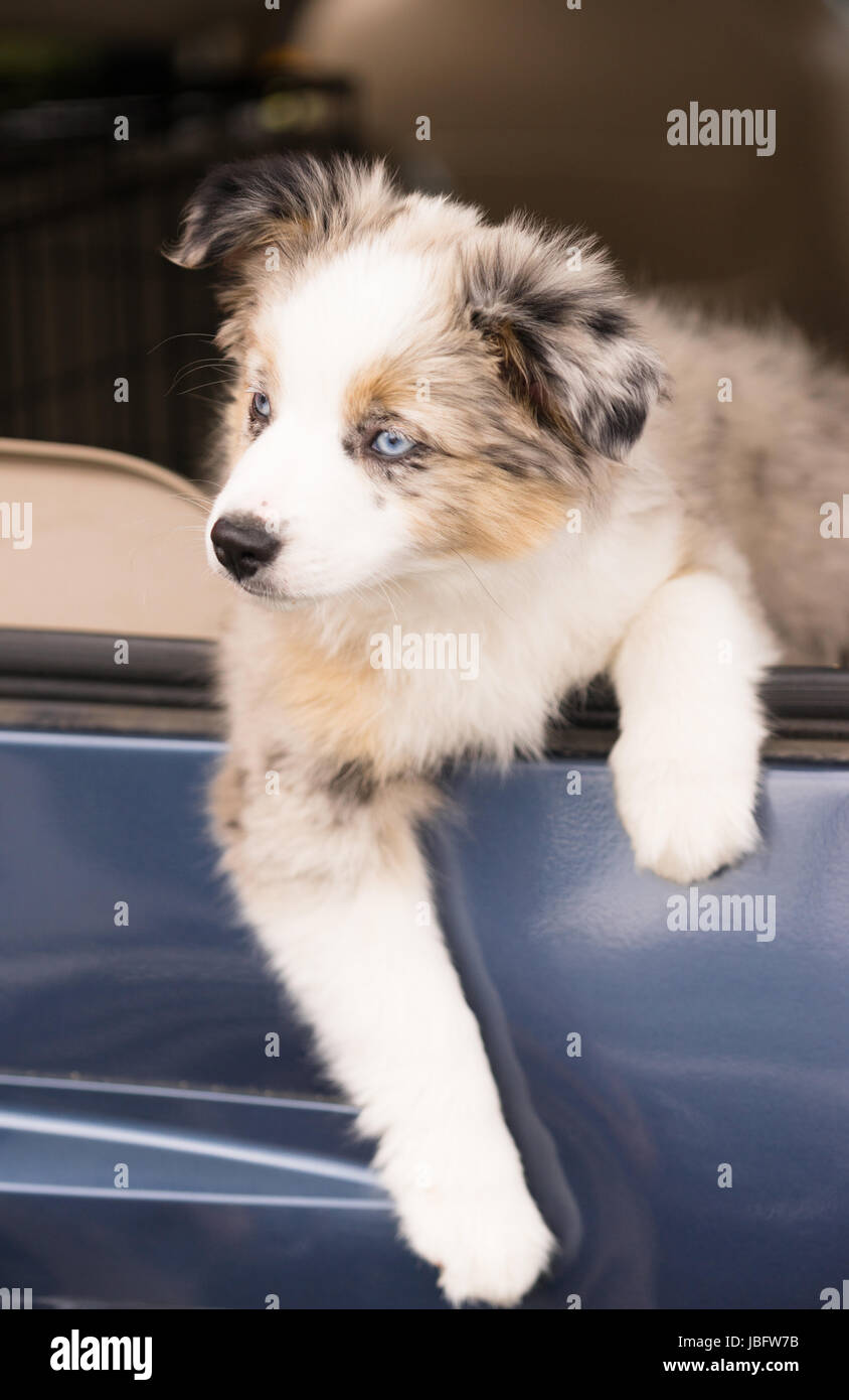 Eine sehr liebenswerte Hunde mit blauen Augen rumhängt, Autofenster Stockfoto
