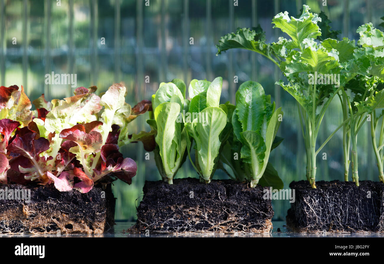 grüne Sommer Stockfoto