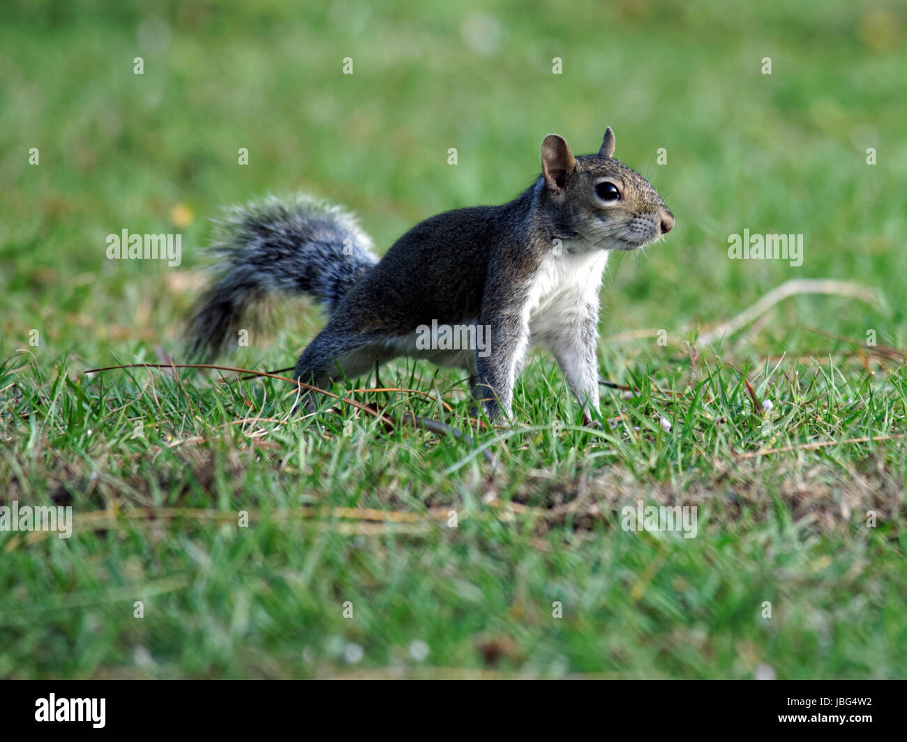 Eichhörnchen, als ob es ist bereit für das Rennen an den Start. Stockfoto