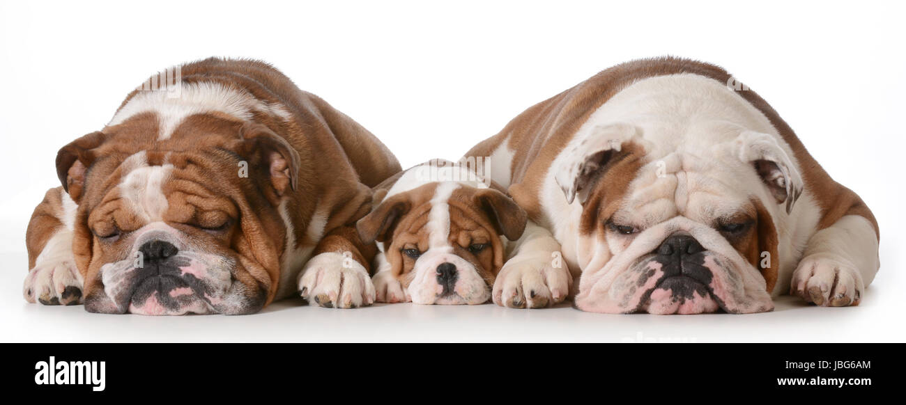 Vater, Sohn und Enkel Hunde Englisch Bulldogs mit drei Generationen
