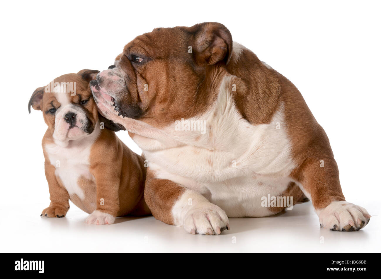 Vater und Tochter Hund - englische Bulldogge Familie isoliert auf weißem Hintergrund - 8 Wochen alten Welpen Stockfoto