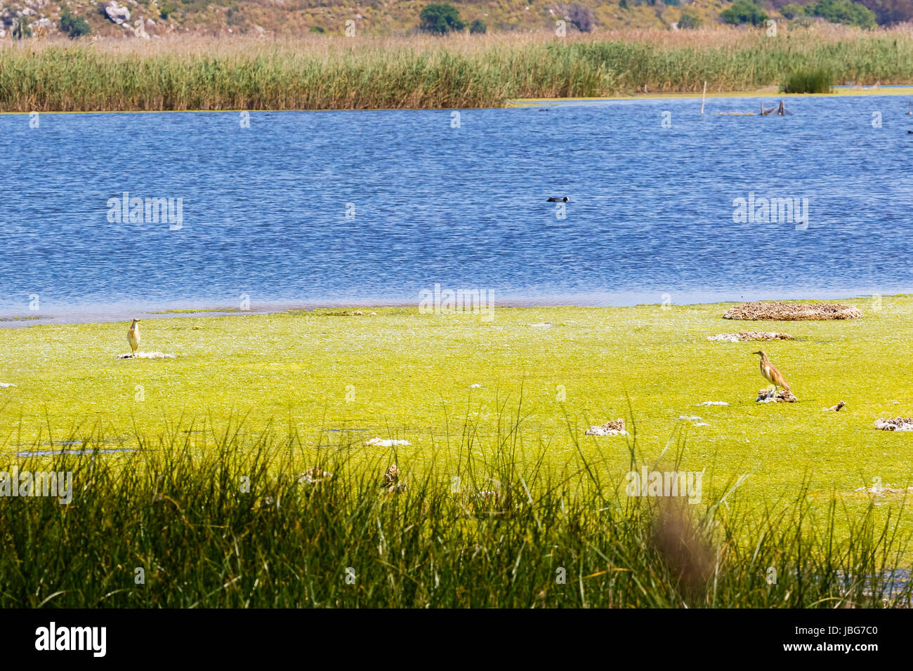 Braune Reiher stehen noch im See oder Sumpf in geschützten Natura Umgebung in Griechenland Stockfoto