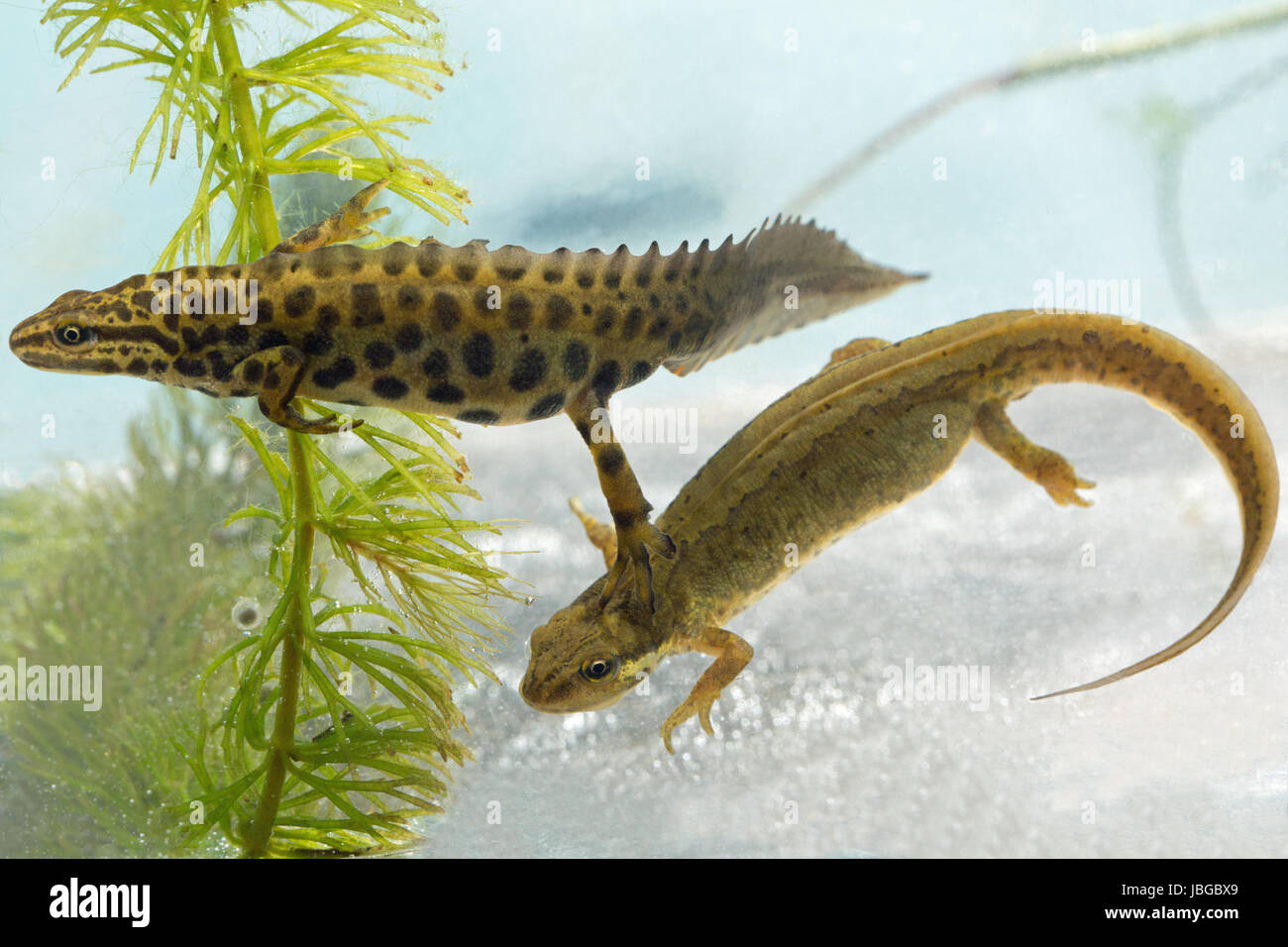 Glatte Molche Lissotriton Vulgaris. Paar. Erwachsene männliche links und weiblich unten rechts, unter Wasser, Zucht Zustand. Beachten Sie die einzelnen Ei auf Unkraut unten links Stockfoto