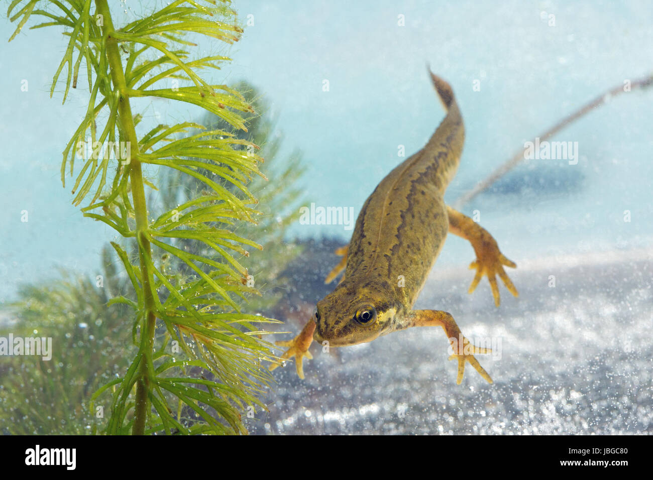 GLATT oder gemeinsame NEWT. Lissotriton Vulgaris. Erwachsenes Weibchen in aquatischen Zucht Farbe. Stockfoto