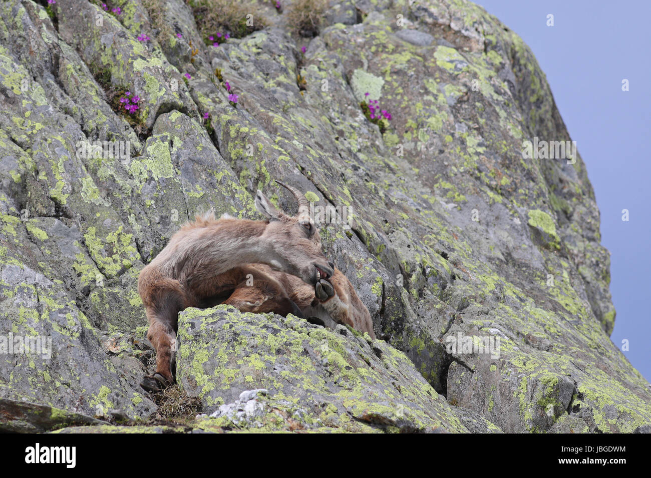 Ibex, Capra Ibex, Verlegung auf hohen Berghänge beißen seine Hufe mit blauen Himmel und Blumen Stockfoto