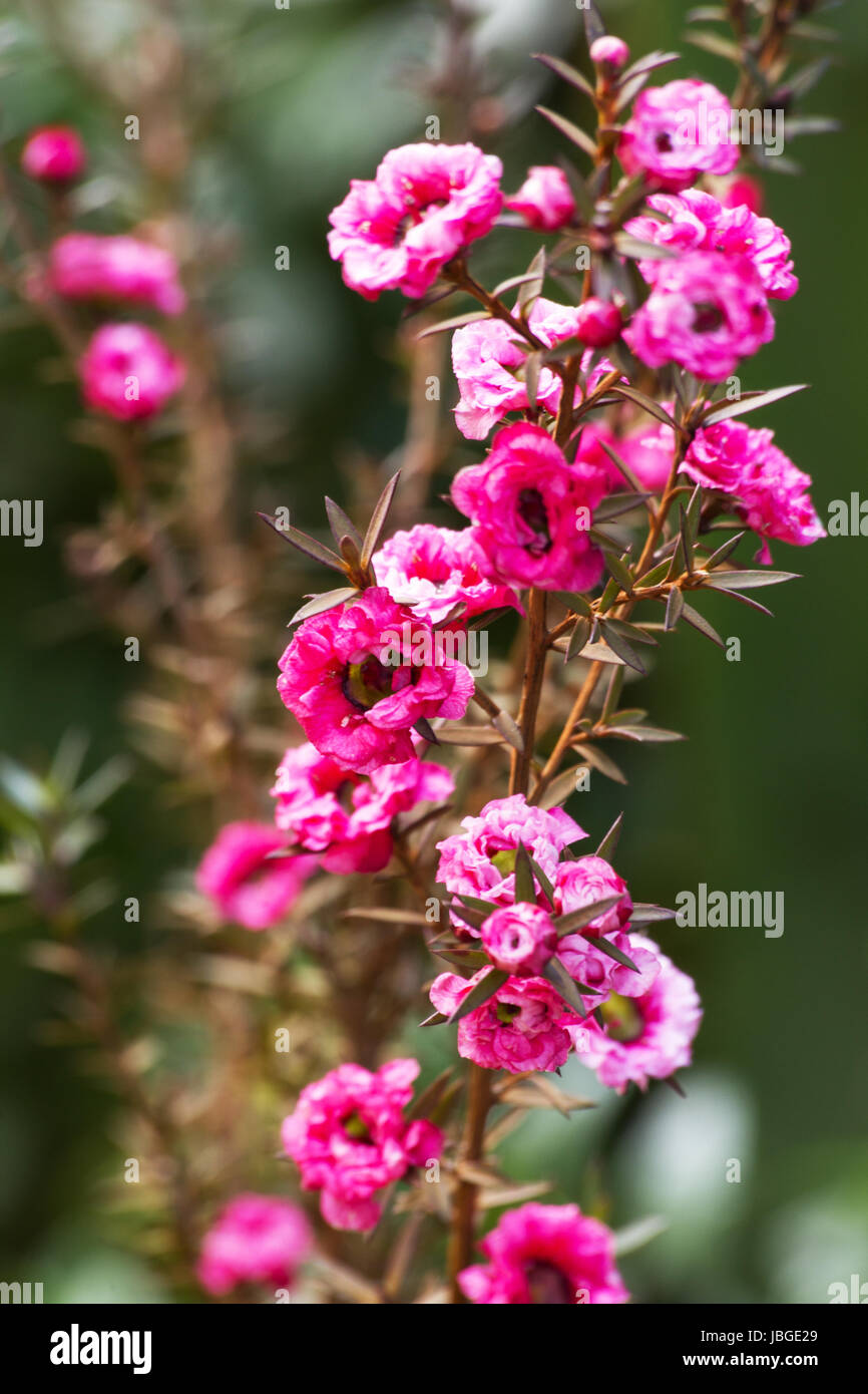 Manuka-Pflanze in voller Blüte Stockfoto