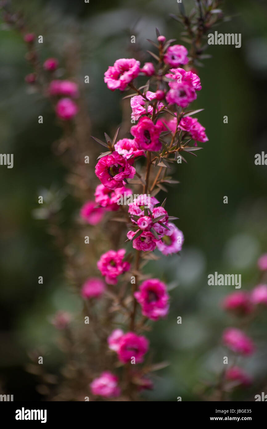 Manuka-Pflanze in voller Blüte Stockfoto