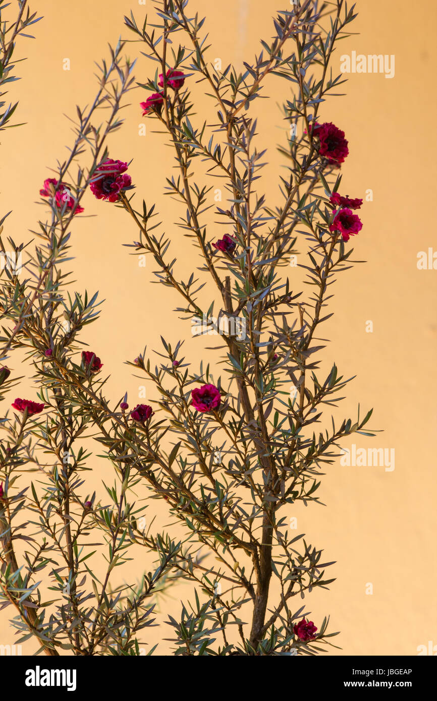 Manuka-Pflanze in voller Blüte Stockfoto