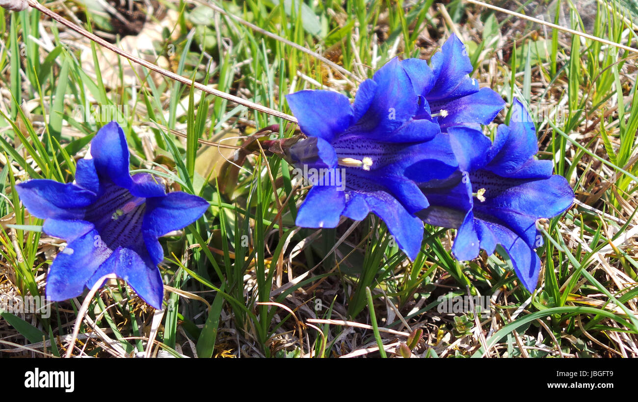 Blau geschützt Stockfoto