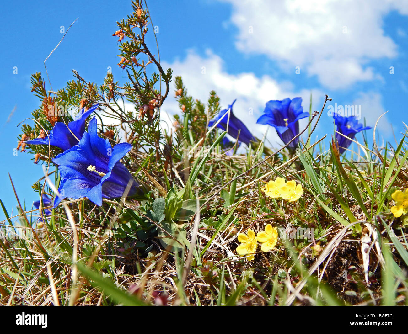 Blau geschützt Stockfoto