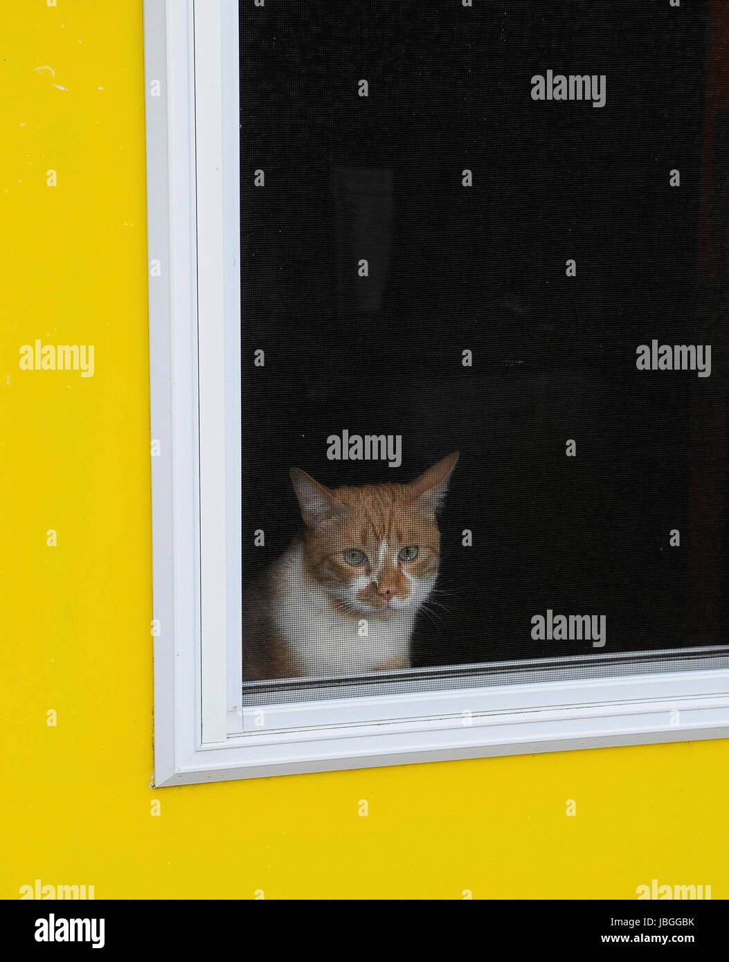 Eine Katze starrt hinter einer gelben Bildschirm Tür in St. Johns, Neufundland Stockfoto