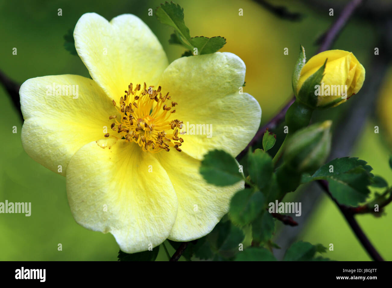 Chinesischen Gold rose rosa kanarische Vogel Stockfoto